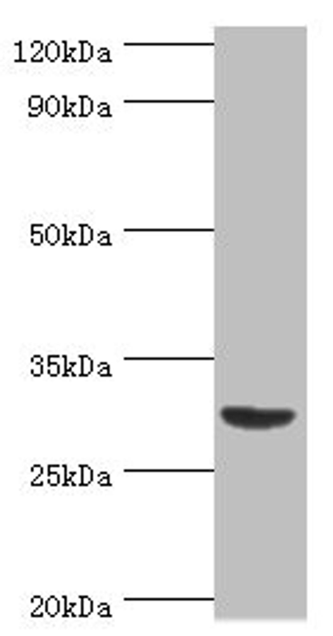 Western blot. All lanes: Tumor necrosis factor ligand superfamily member 13B antibody at 2ug/ml + Mouse liver tissue. Secondary. Goat polyclonal to rabbit IgG at 1/10000 dilution. Predicted band size: 32, 30, 18 kDa. Observed band size: 32 kDa.