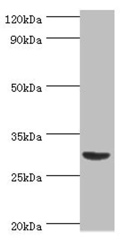 Western blot. All lanes: Tumor necrosis factor ligand superfamily member 13B antibody at 2ug/ml + Mouse liver tissue. Secondary. Goat polyclonal to rabbit IgG at 1/10000 dilution. Predicted band size: 32, 30, 18 kDa. Observed band size: 32 kDa.
