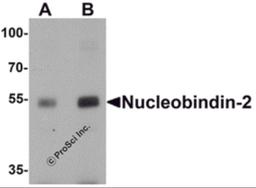 Western blot analysis of Nucleobindin-2 in rat brain tissue lysate with Nucleobindin-2 antibody at (A) 0.5 and (B) 1 μg/mL.