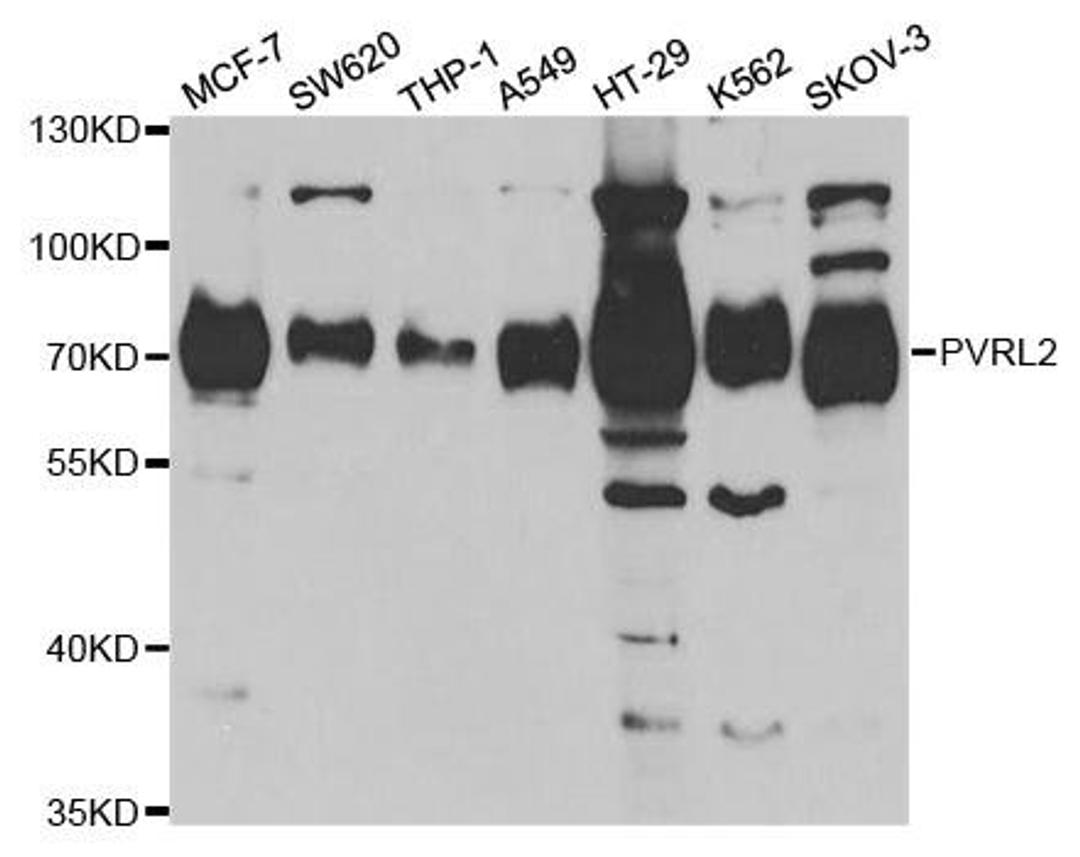 Western blot analysis of extracts of various cell lines using PVRL2 antibody