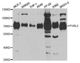 Western blot analysis of extracts of various cell lines using PVRL2 antibody