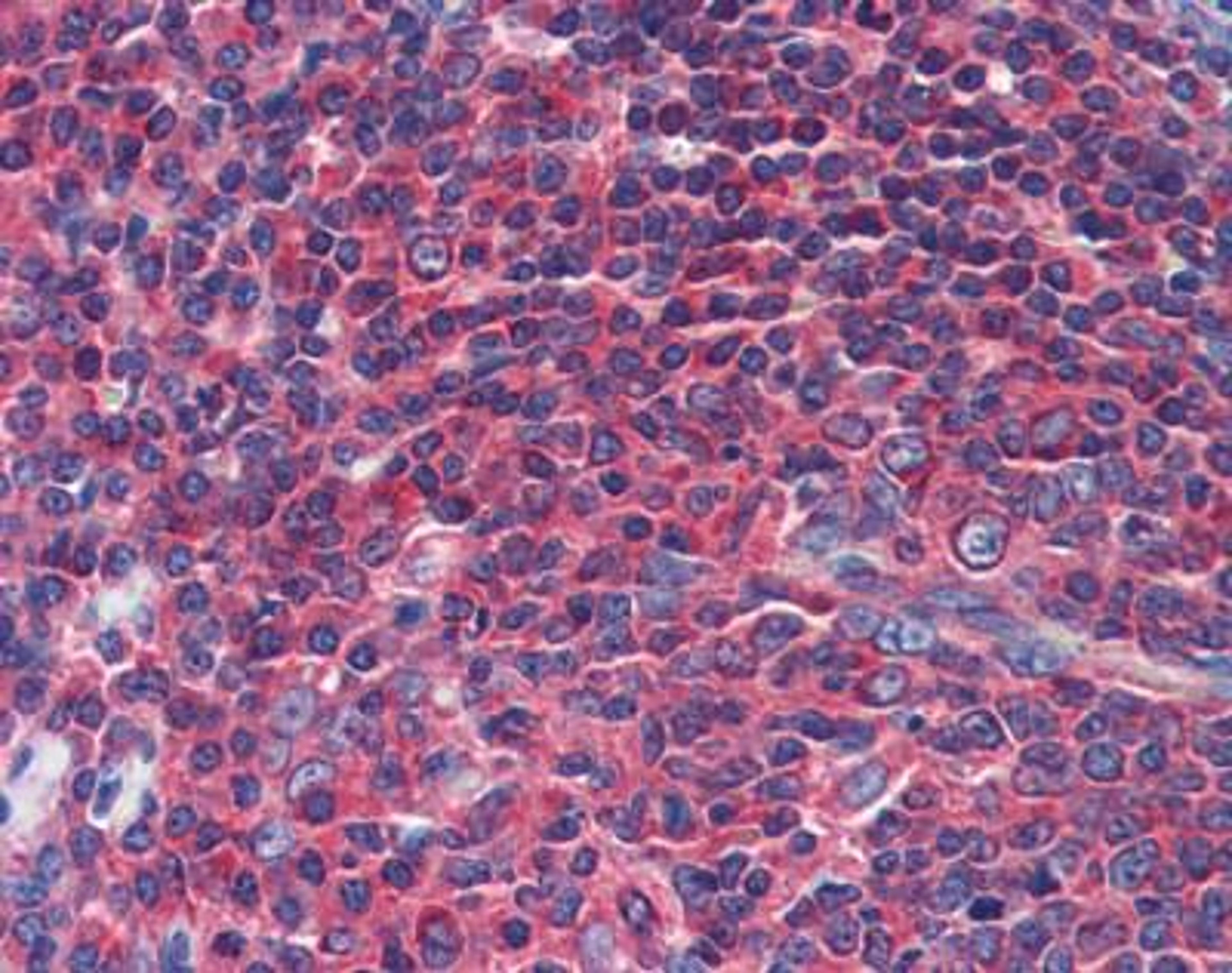 Immunohistochemistry: NPY1R Antibody [NBP1-59008] - Analysis of mouse gut tissue.