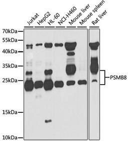 Western blot - PSMB8 antibody (A7340)