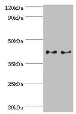 Western blot. All lanes: Serpin B5 antibody at 2ug/ml. Lane 1: HepG2 whole cell lysate. Lane 2: A431 whole cell lysate. Secondary. Goat polyclonal to rabbit IgG at 1/10000 dilution. Predicted band size: 43, 26 kDa. Observed band size: 43 kDa. 