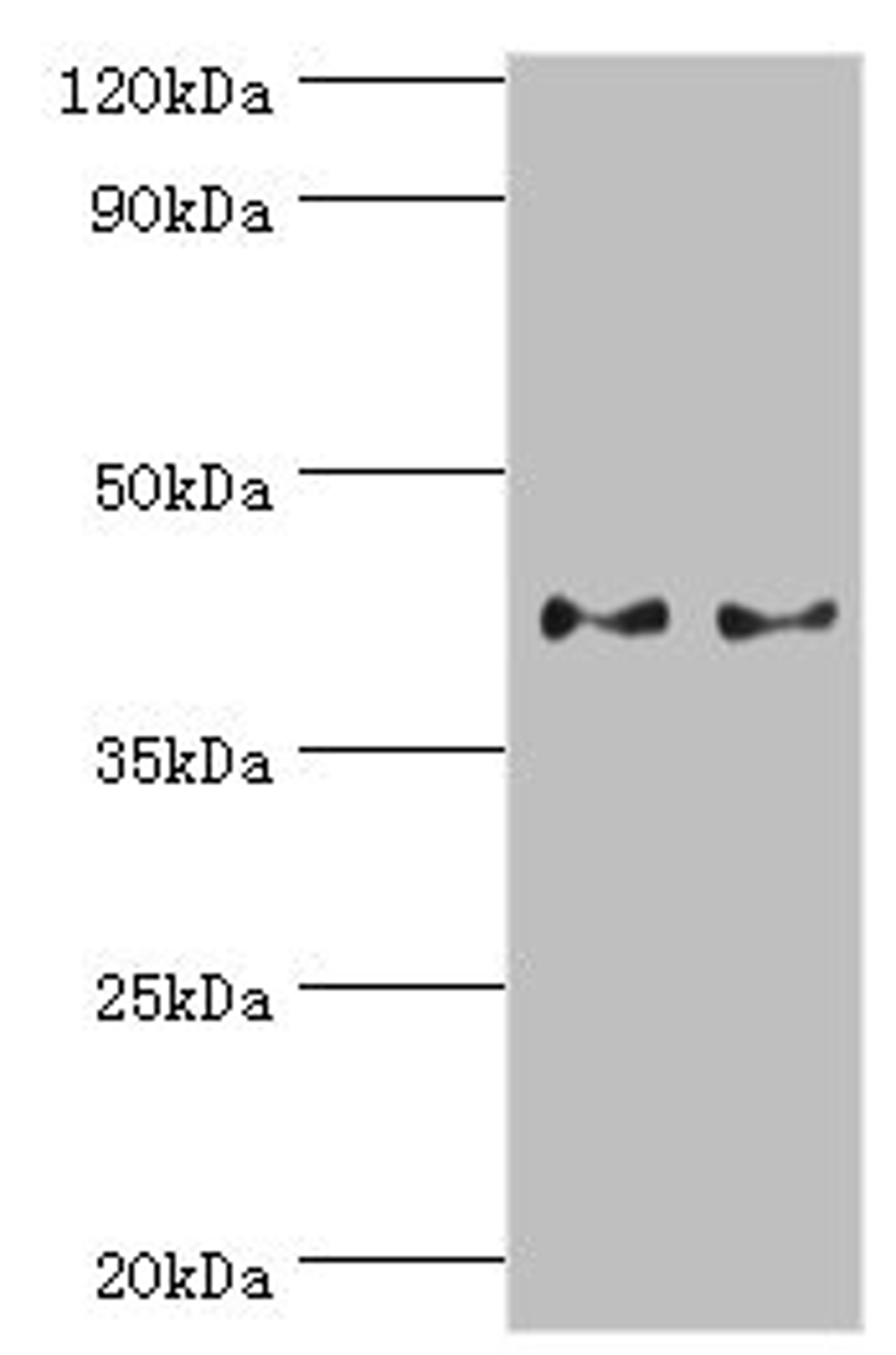 Western blot. All lanes: Serpin B5 antibody at 2ug/ml. Lane 1: HepG2 whole cell lysate. Lane 2: A431 whole cell lysate. Secondary. Goat polyclonal to rabbit IgG at 1/10000 dilution. Predicted band size: 43, 26 kDa. Observed band size: 43 kDa. 