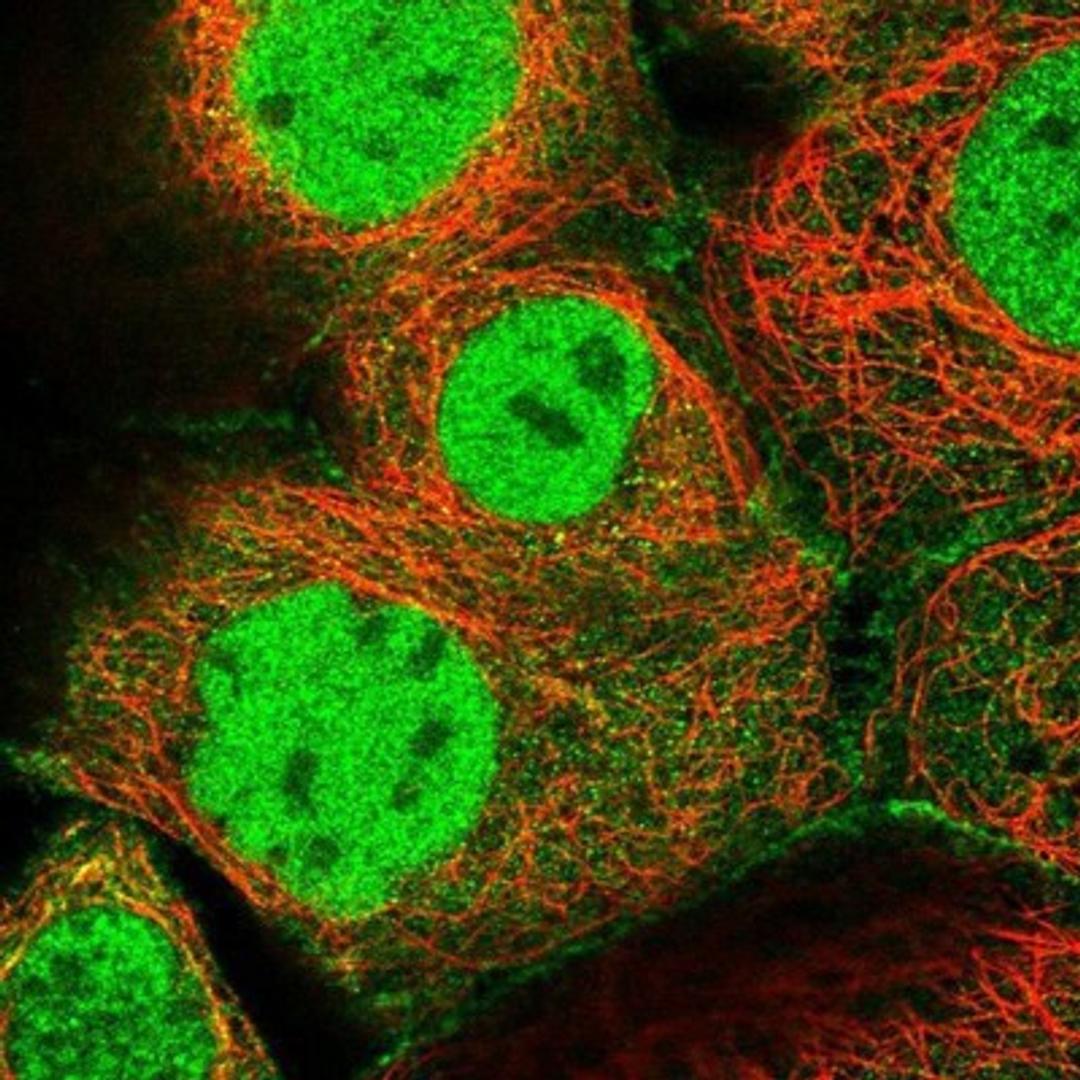 Immunocytochemistry/Immunofluorescence: MCMBP Antibody [NBP1-90746] - Staining of human cell line A-431 shows positivity in nucleus but not nucleoli, plasma membrane & cytoplasm.