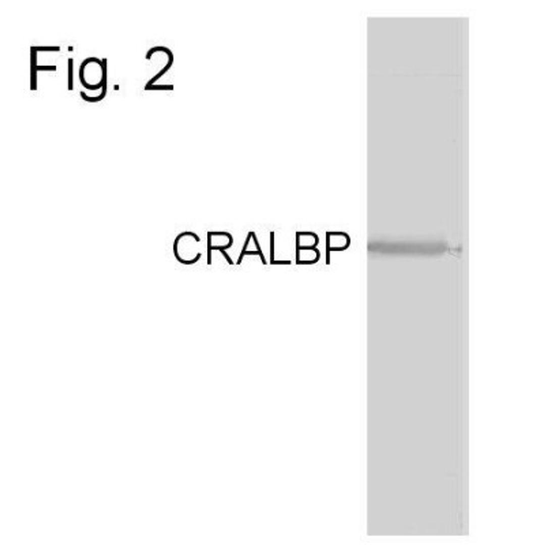 Western Blot: CRALBP Antibody (B2) [NB100-74392] - Analysis of CRALBP antibody on human cell.