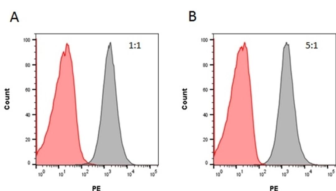 Inhibition of rituximab binding to CD20 by Human Anti-Rituximab Antibody