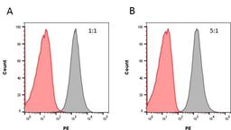 Inhibition of rituximab binding to CD20 by Human Anti-Rituximab Antibody