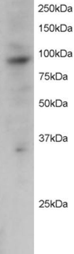 46-214 staining (2ug/ml) of Jurkat lysate (RIPA buffer, 30ug total protein per lane). Primary incubated for 12 hour. Detected by western blot using chemiluminescence.