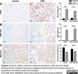 Biotinylated Goat anti Rat IgG antibody