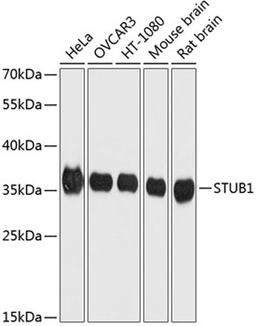 Western blot - STUB1 Antibody (A11751)