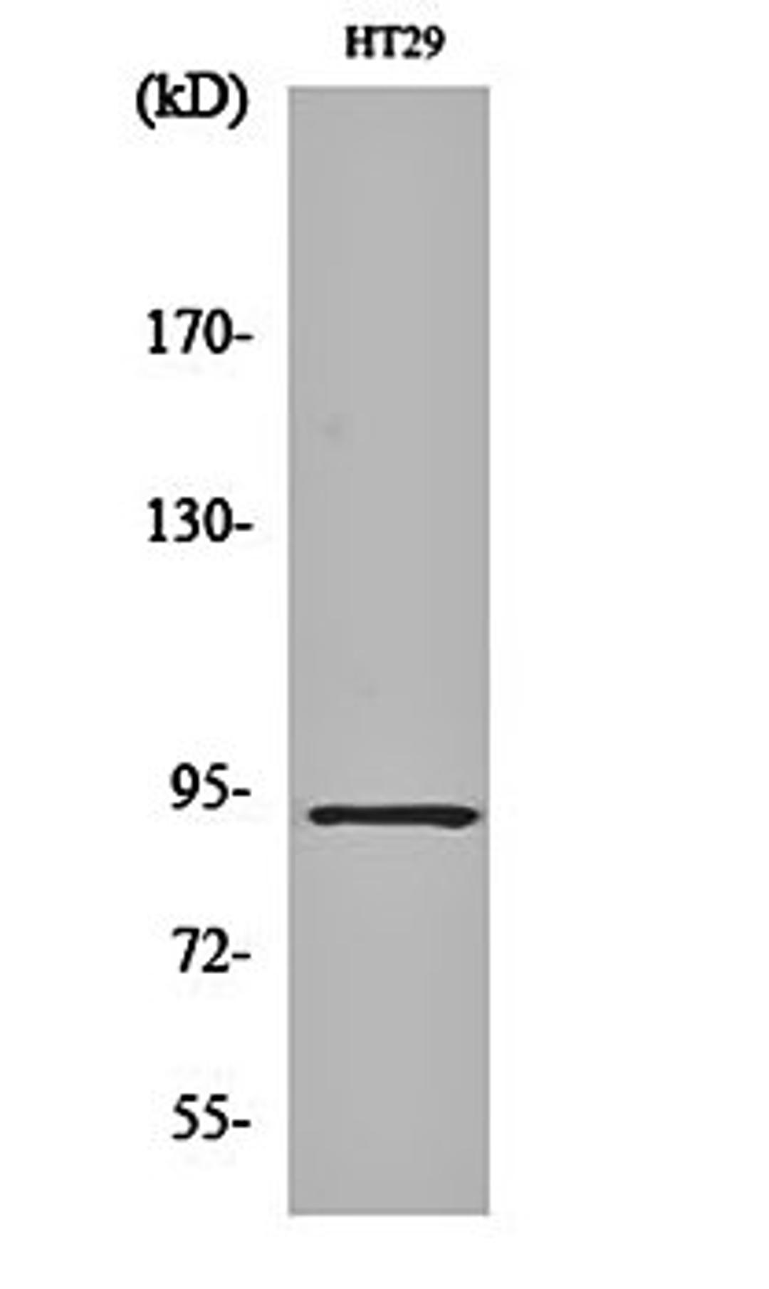 Western blot analysis of HT29 cell lysates using CAGE-1 antibody