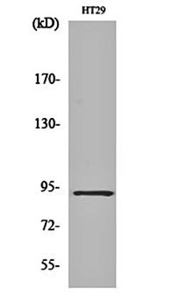 Western blot analysis of HT29 cell lysates using CAGE-1 antibody