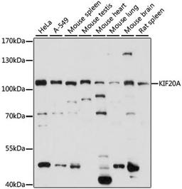 Western blot - KIF20A antibody (A15377)