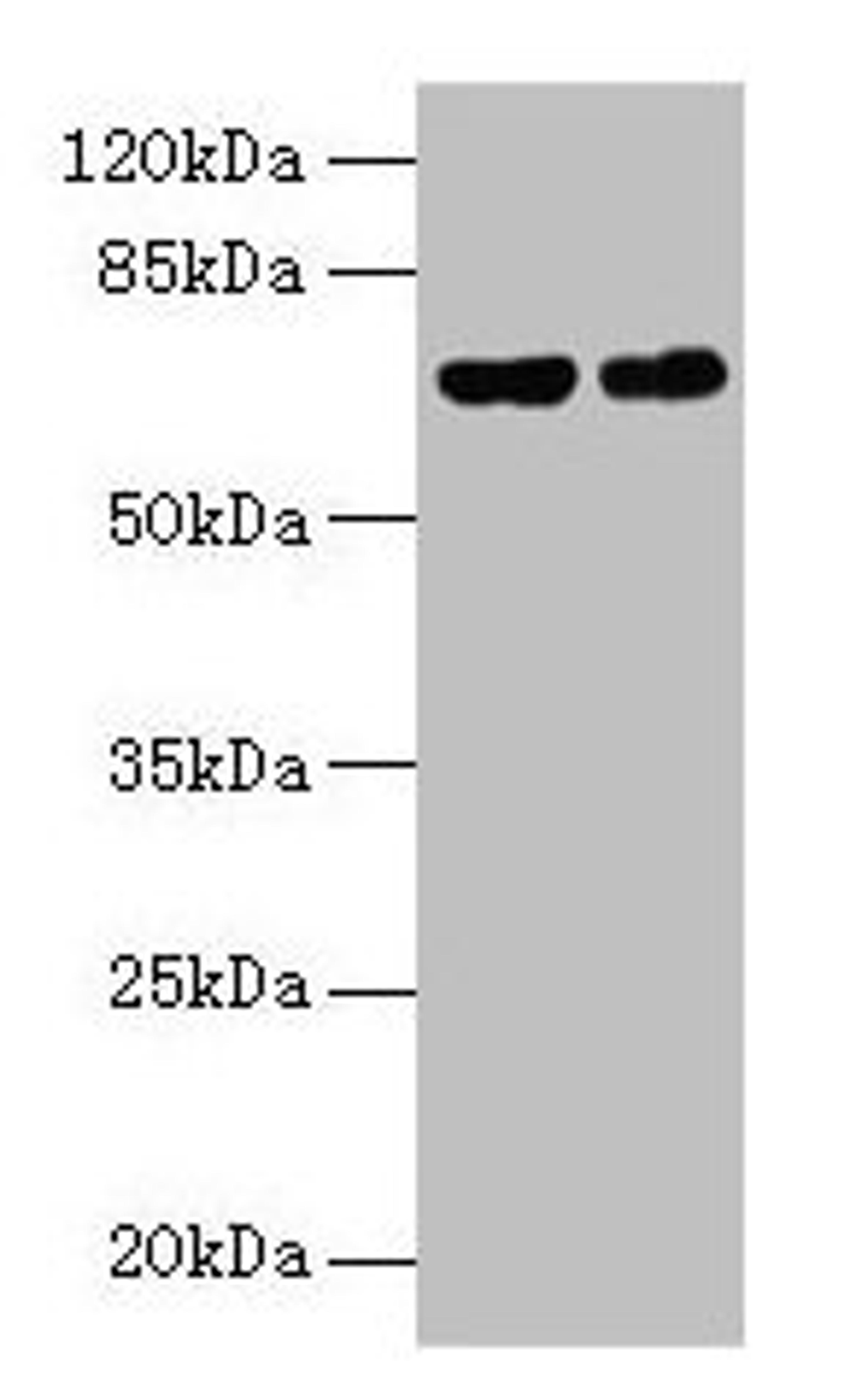 Western blot. All lanes: Keap1 antibody at 9µg/ml. Lane 1: 293T whole cell lysate. Lane 2: Jurkat whole cell lysate. Secondary. Goat polyclonal to rabbit IgG at 1/10000 dilution. Predicted band size: 70 kDa. Observed band size: 70 kDa