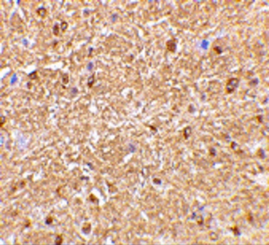 Immunohistochemical staining of mouse brain with Rabbit anti Human NogoA (AHP1799) 