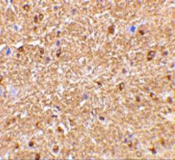 Immunohistochemical staining of mouse brain with Rabbit anti Human NogoA (AHP1799) 