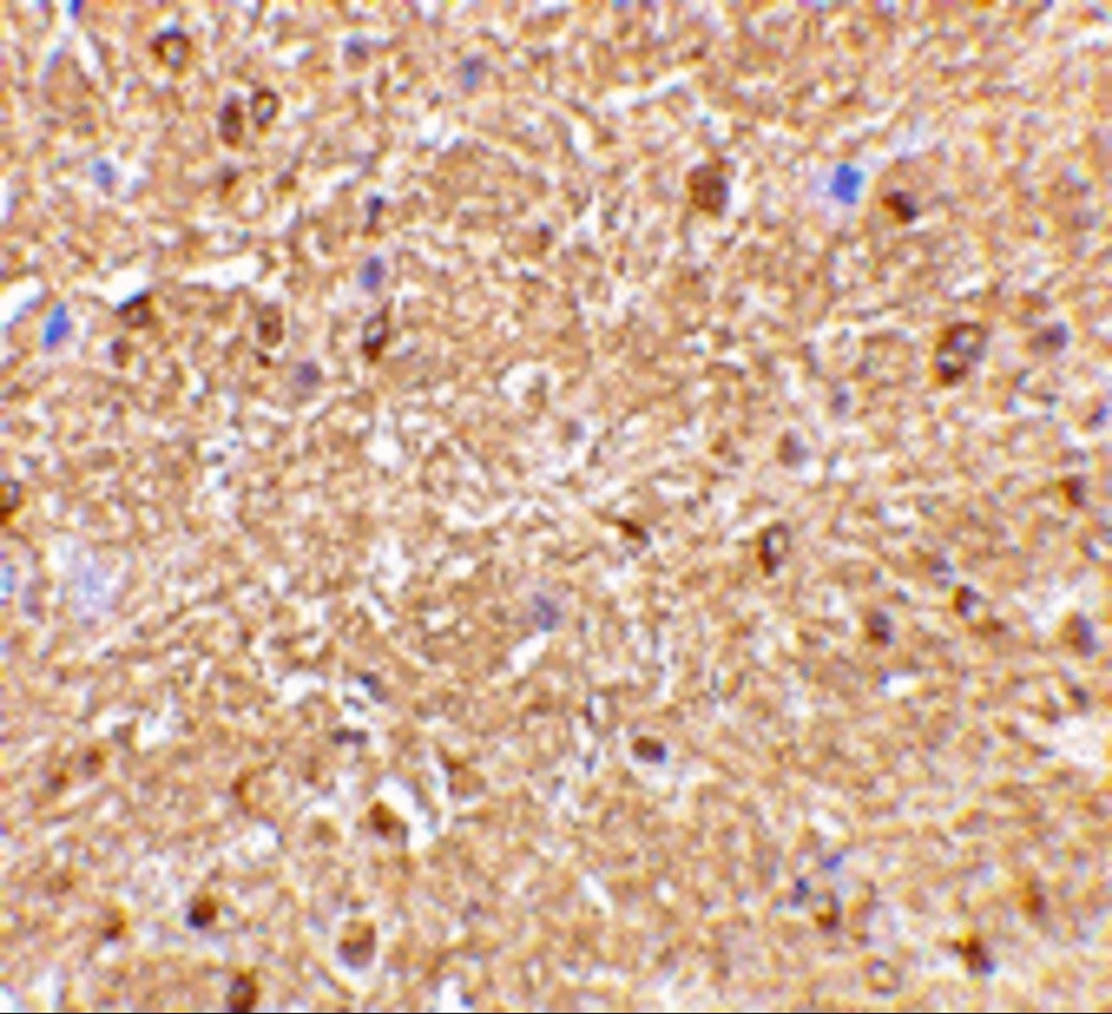 Immunohistochemical staining of mouse brain with Rabbit anti Human NogoA (AHP1799) 