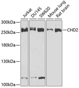 Western blot - CHD2 antibody (A5895)