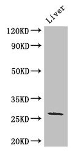 Western Blot. Positive WB detected in: Mouse liver tissue. All lanes: GJB2 antibody at 3ug/ml. Secondary. Goat polyclonal to rabbit IgG at 1/50000 dilution. Predicted band size: 27 kDa. Observed band size: 27 kDa.