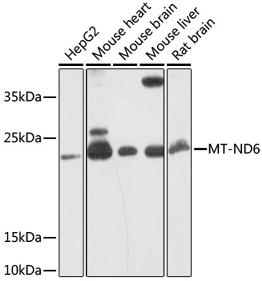 Western blot - MT-ND6 antibody (A17991)