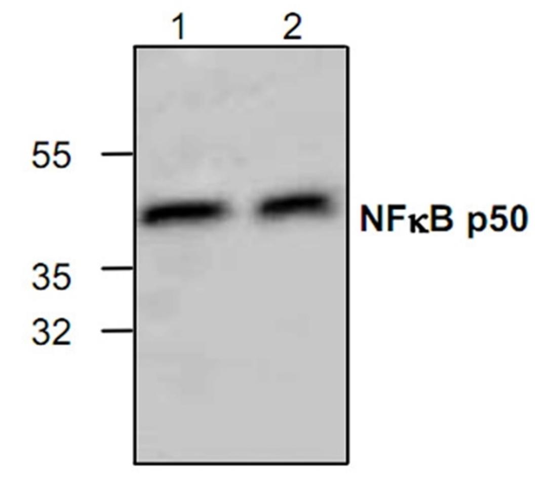 Western blot analysis of 3T3 cell lysate and rat kidney tissue lysate