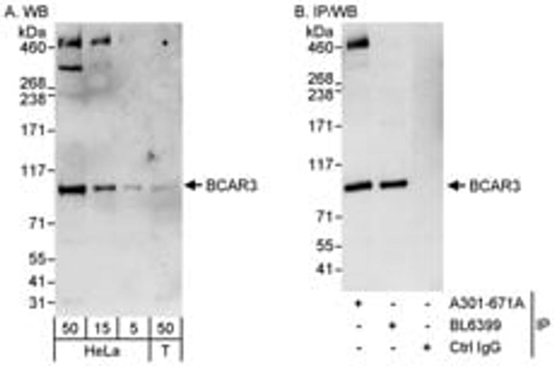 Detection of human BCAR3 by western blot and immunoprecipitation.