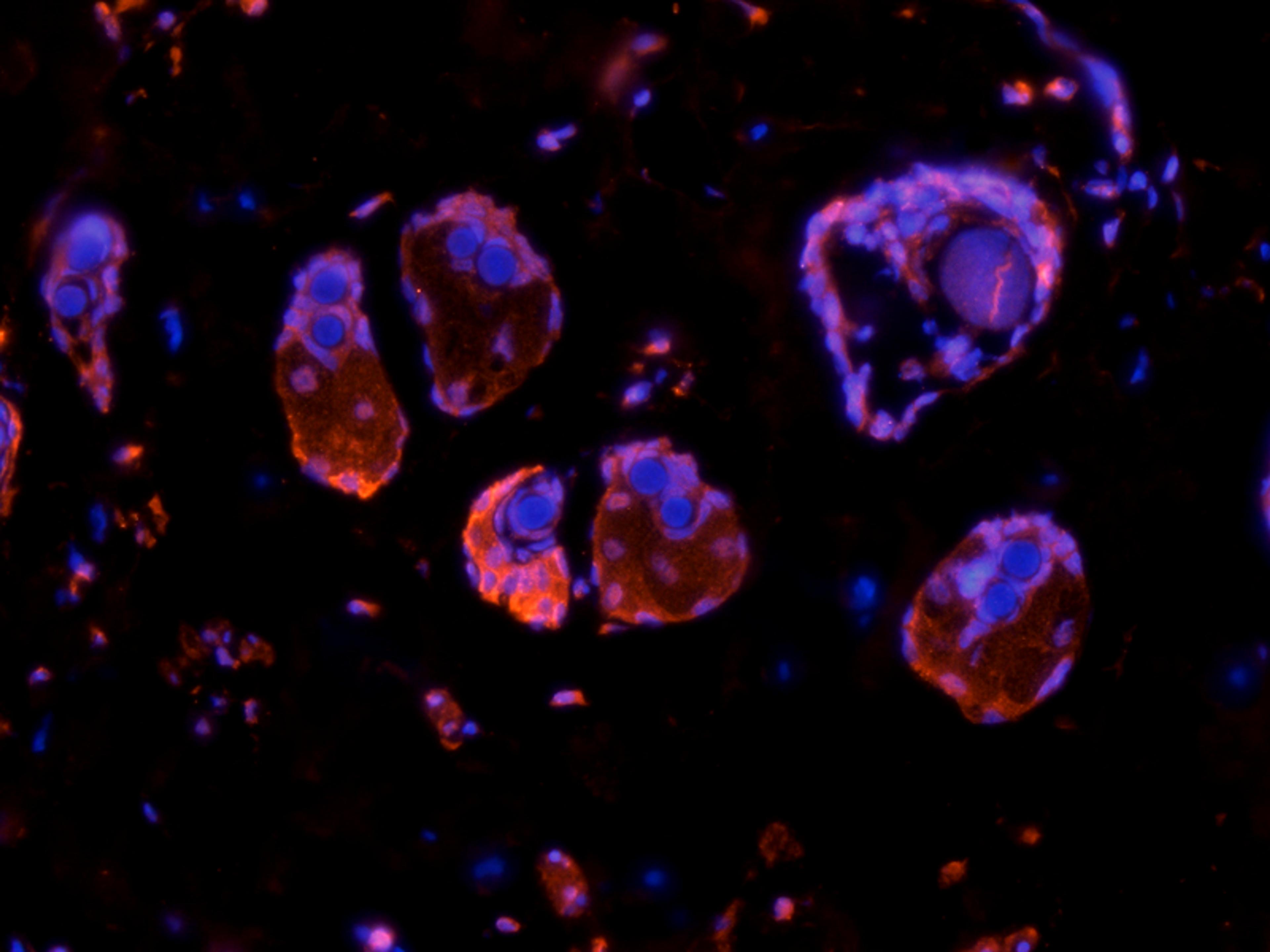 Immunofluorescence analysis of rat skin tissue using anti-Cystatin C (5 ug/ml)