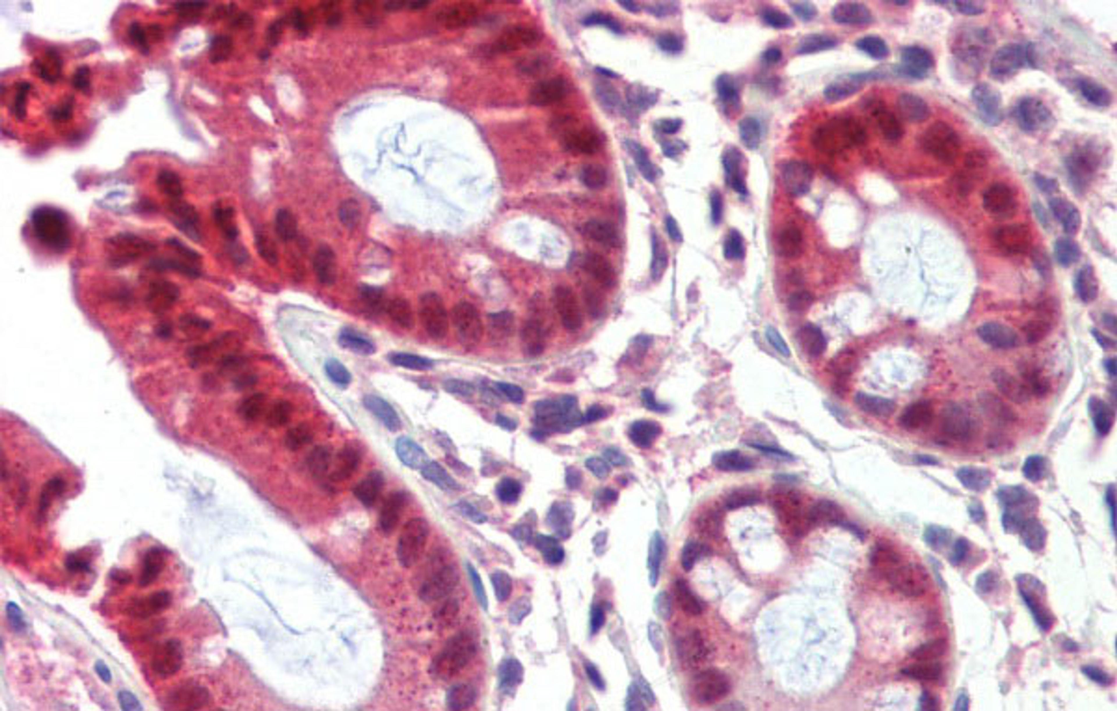 Antibody used in IHC on Human Colon at 5.0 ug/ml.