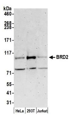 Detection of human BRD2 by western blot.