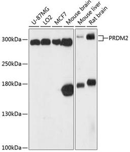 Western blot - PRDM2 antibody (A13157)