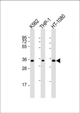 Western Blot at 1:2000 dilution Lane 1: K562 whole cell lysate Lane 2: THP-1 whole cell lysate Lane 3: HT-1080 whole cell lysate Lysates/proteins at 20 ug per lane.