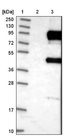 Western Blot: Dishevelled 2 Antibody [NBP1-87550] - Lane 1: Marker [kDa] 250, 130, 95, 72, 55, 36, 28, 17, 10<br/>Lane 2: Negative control (vector only transfected HEK293T lysate)<br/>Lane 3: Over-expression lysate (Co-expressed with a C-terminal myc-DDK tag (~3.1 kDa) in mammalian HEK293T cells, LY401405)