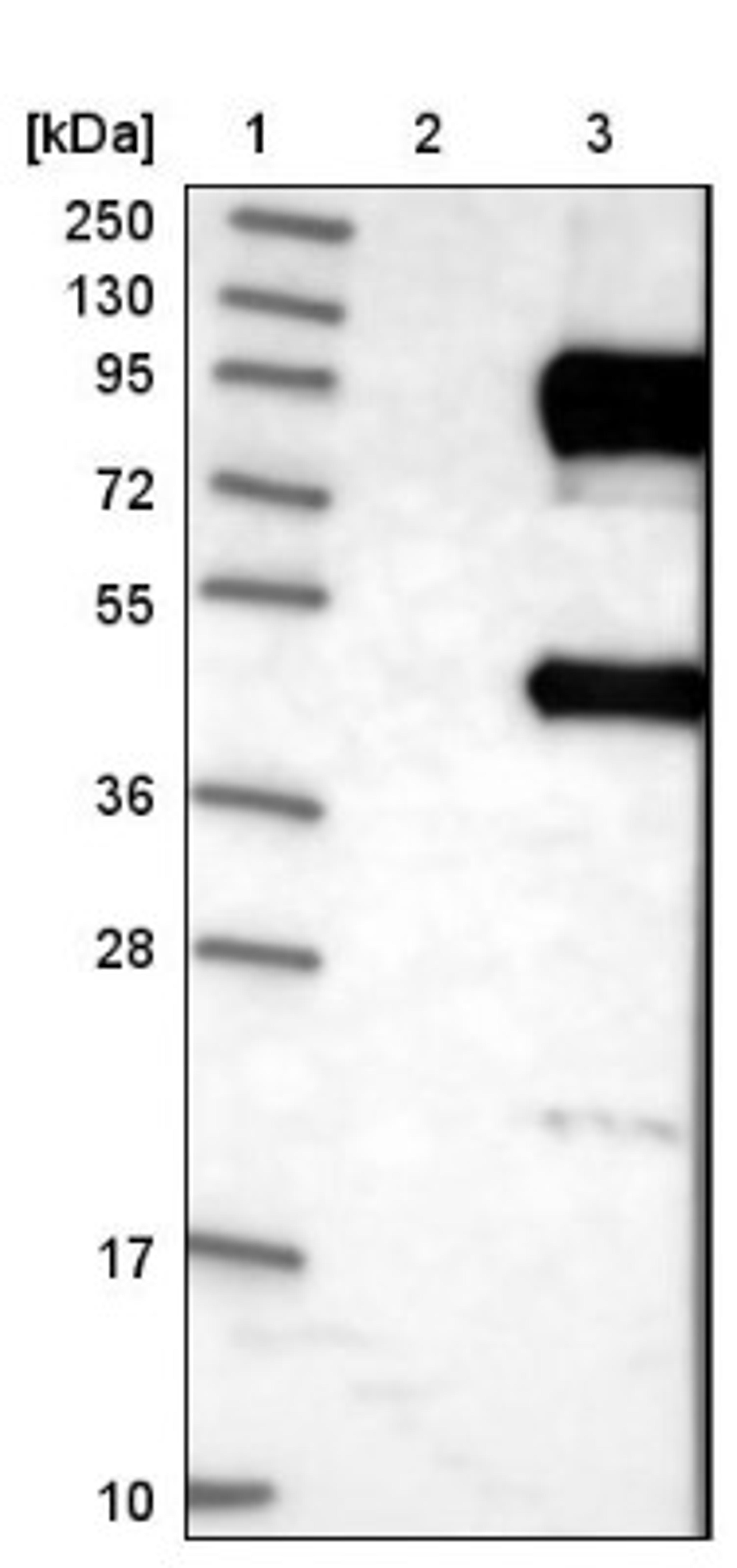 Western Blot: Dishevelled 2 Antibody [NBP1-87550] - Lane 1: Marker [kDa] 250, 130, 95, 72, 55, 36, 28, 17, 10<br/>Lane 2: Negative control (vector only transfected HEK293T lysate)<br/>Lane 3: Over-expression lysate (Co-expressed with a C-terminal myc-DDK tag (~3.1 kDa) in mammalian HEK293T cells, LY401405)