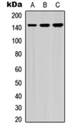 Western blot analysis of A549 (Lane 1), NS-1 (Lane 2), PC12 (Lane 3) whole cell lysates using HCAP (phospho-S1083) antibody