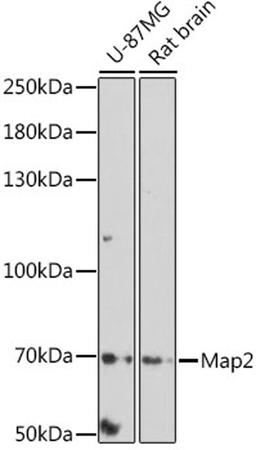 Western blot - Map2 antibody (A0453)