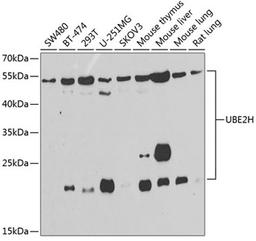 Western blot - UBE2H antibody (A7344)