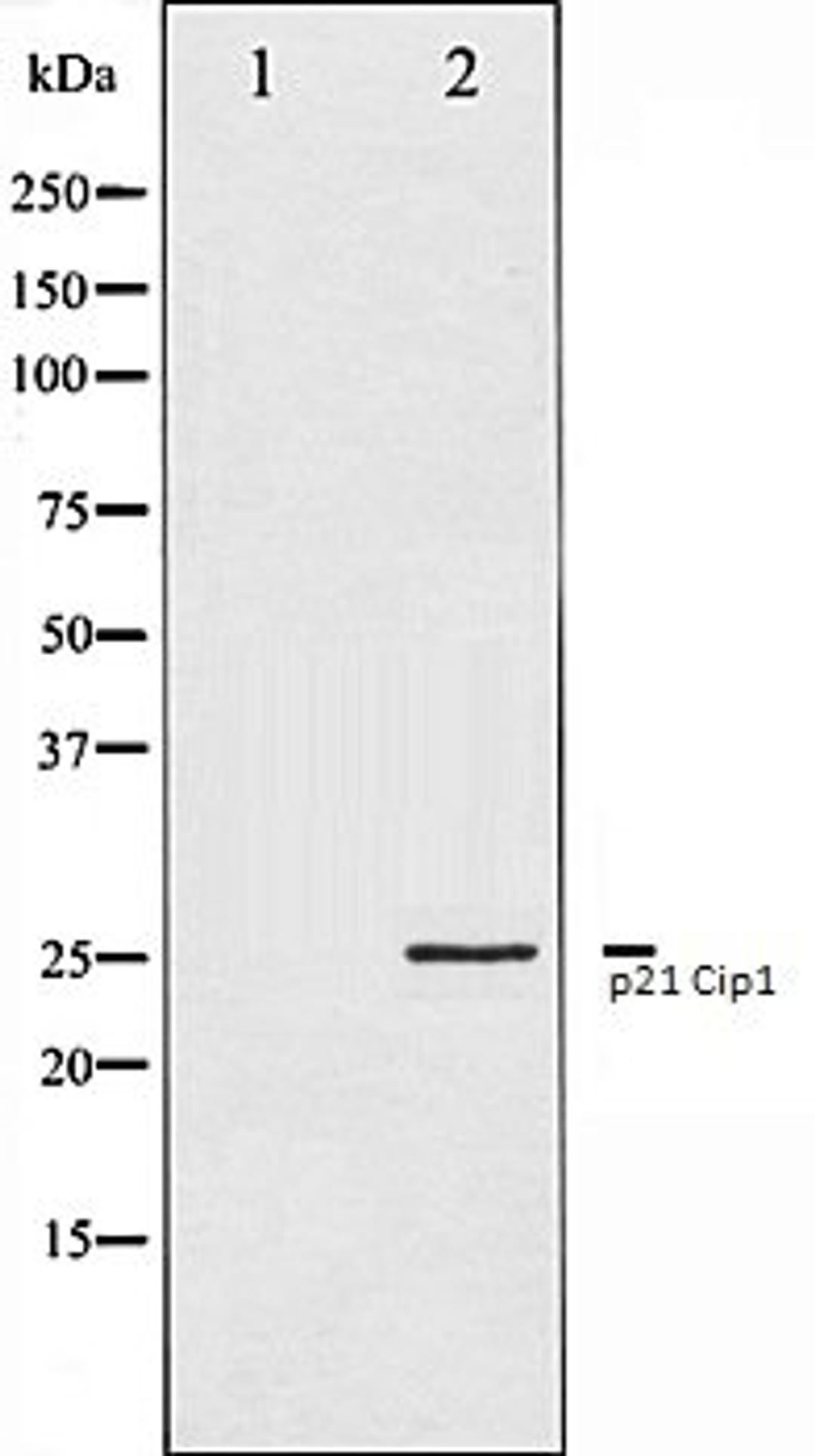 Western blot analysis of HeLa whole cell lysates using p21 Cip1 antibody, The lane on the left is treated with the antigen-specific peptide.