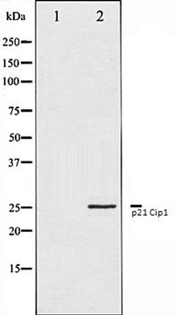 Western blot analysis of HeLa whole cell lysates using p21 Cip1 antibody, The lane on the left is treated with the antigen-specific peptide.