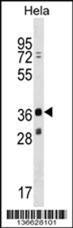 Western blot analysis in Hela cell line lysates (35ug/lane).