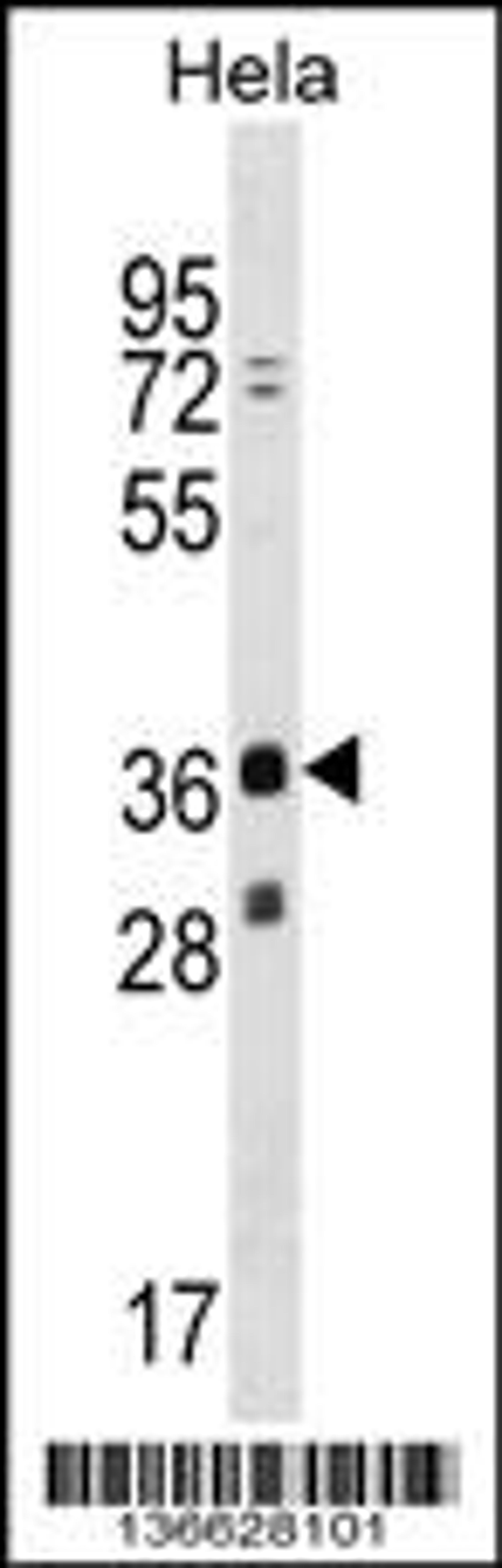 Western blot analysis in Hela cell line lysates (35ug/lane).