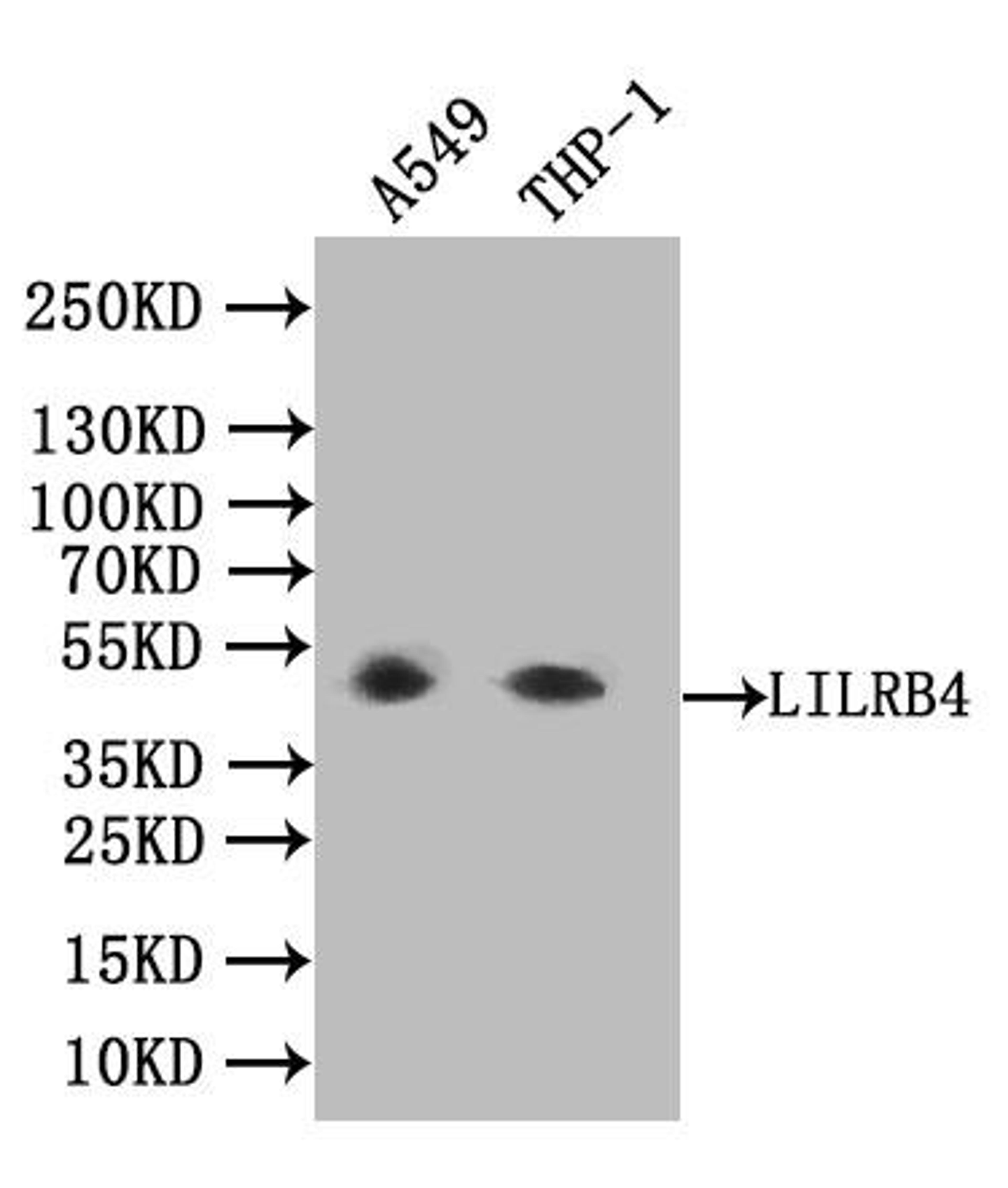 Western blot. All lanes: LILRB4 antibody at 3.45µg/ml. Lane 1: MCF-7 whole cell lysate. Lane 2: A549 whole cell lysate. Secondary. Goat polyclonal to rabbit IgG at 1/10000 dilution. Predicted band size: 50 kDa. Observed band size: 50 kDa