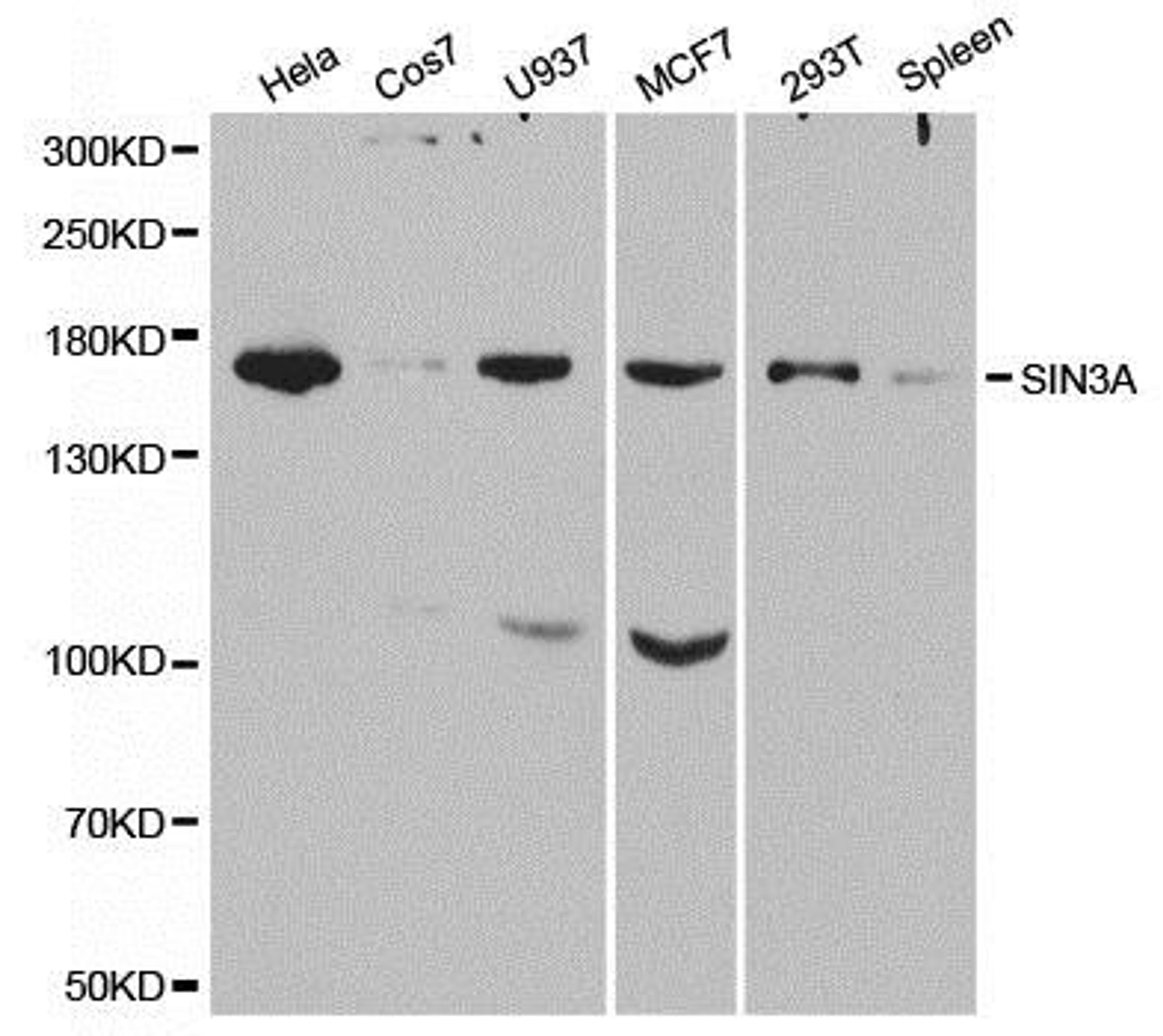 Western blot analysis of extracts of various cell lines using SIN3A antibody