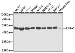 Western blot - EIF4A1 antibody (A5294)