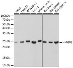 Western blot - HMGB2 Rabbit mAb (A9168)