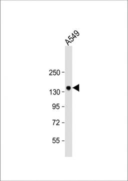 Western Blot at 1:1000 dilution + A549 whole cell lysate Lysates/proteins at 20 ug per lane.