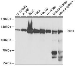 Western blot - PKN1 antibody (A0553)