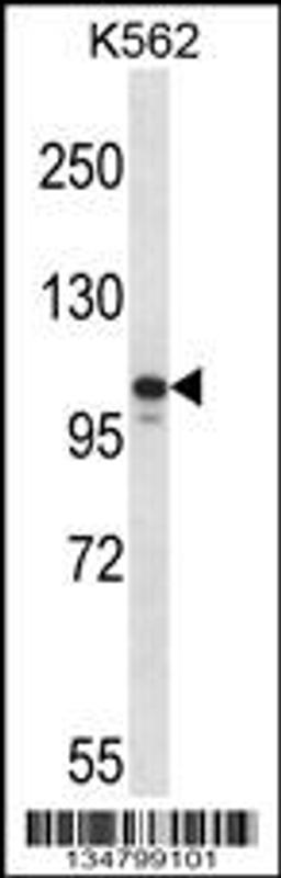 Western blot analysis in K562 cell line lysates (35ug/lane).