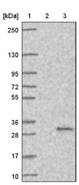 Western Blot: MED20 Antibody [NBP1-84140] - Lane 1: Marker [kDa] 250, 130, 95, 72, 55, 36, 28, 17, 10<br/>Lane 2: Negative control (vector only transfected HEK293T lysate)<br/>Lane 3: Over-expression lysate (Co-expressed with a C-terminal myc-DDK tag (~3.1 kDa) in mammalian HEK293T cells, LY401368)